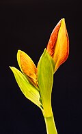 Amaryllis (Hippeastrum) 18-01-2025. (actm.) 04