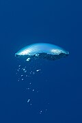 Burbuja subacuática, Cabo San Lucas, Baja California, México, 2024-12-18, DD 27