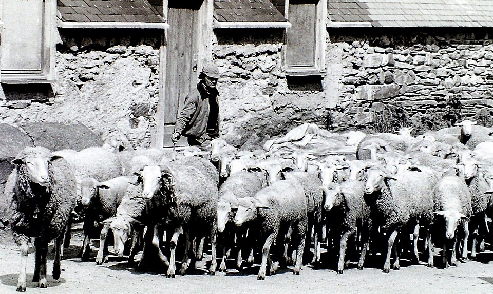 Transhumance of sheep above the village of Azet (France)