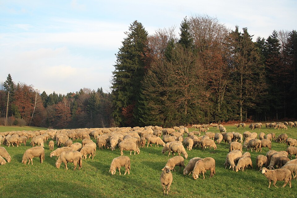Schafherde auf der Wiese in Bayern, Deutschland.